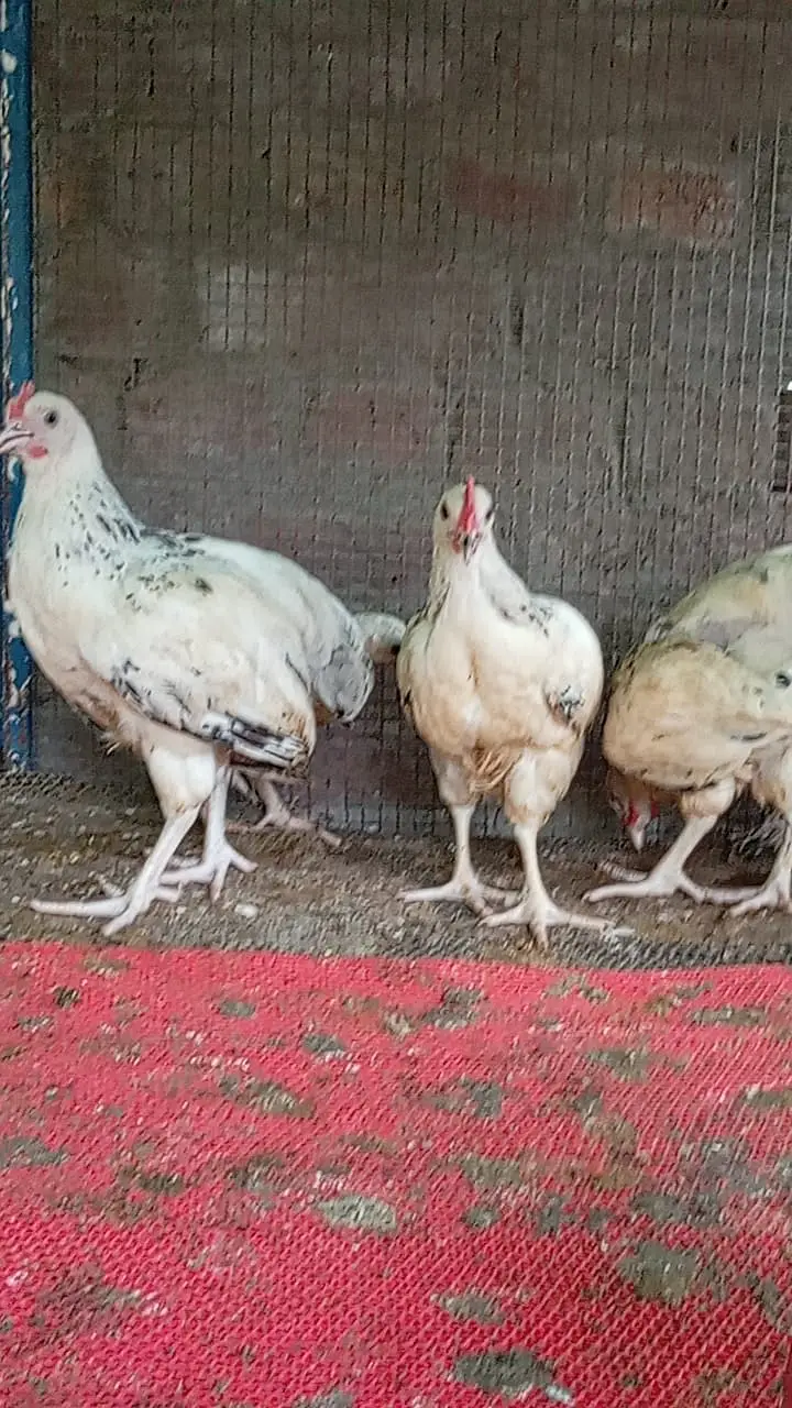 fancy hens / Light Sussex / Golden Buff / Ayam Cemani / fancy chicks — photo 8