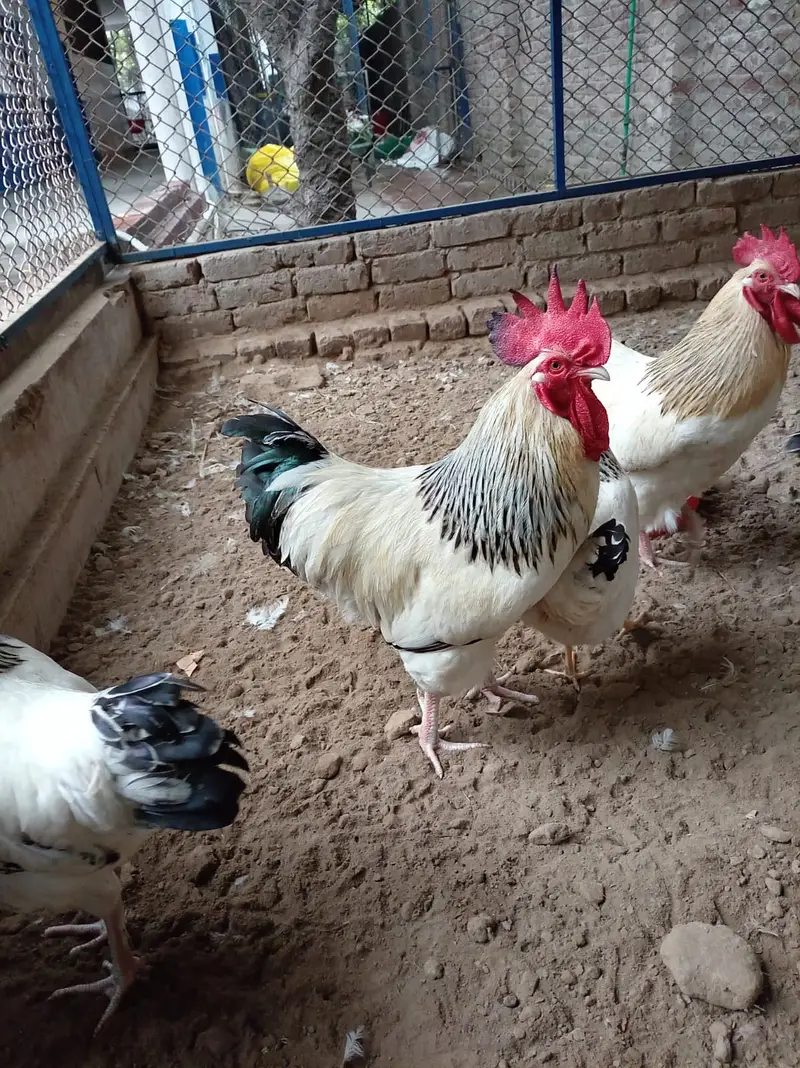 fancy hens / Light Sussex / Golden Buff / Ayam Cemani / fancy chicks — photo 9