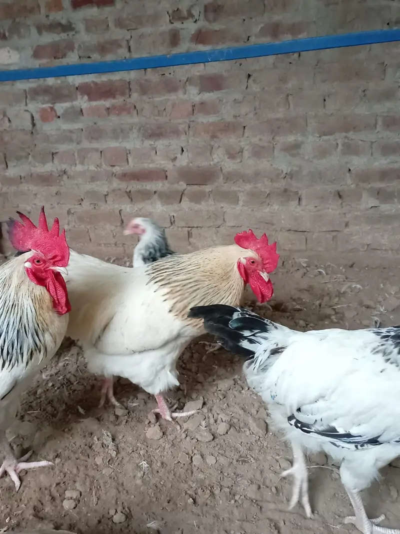 fancy hens / Light Sussex / Golden Buff / Ayam Cemani / fancy chicks — photo 10