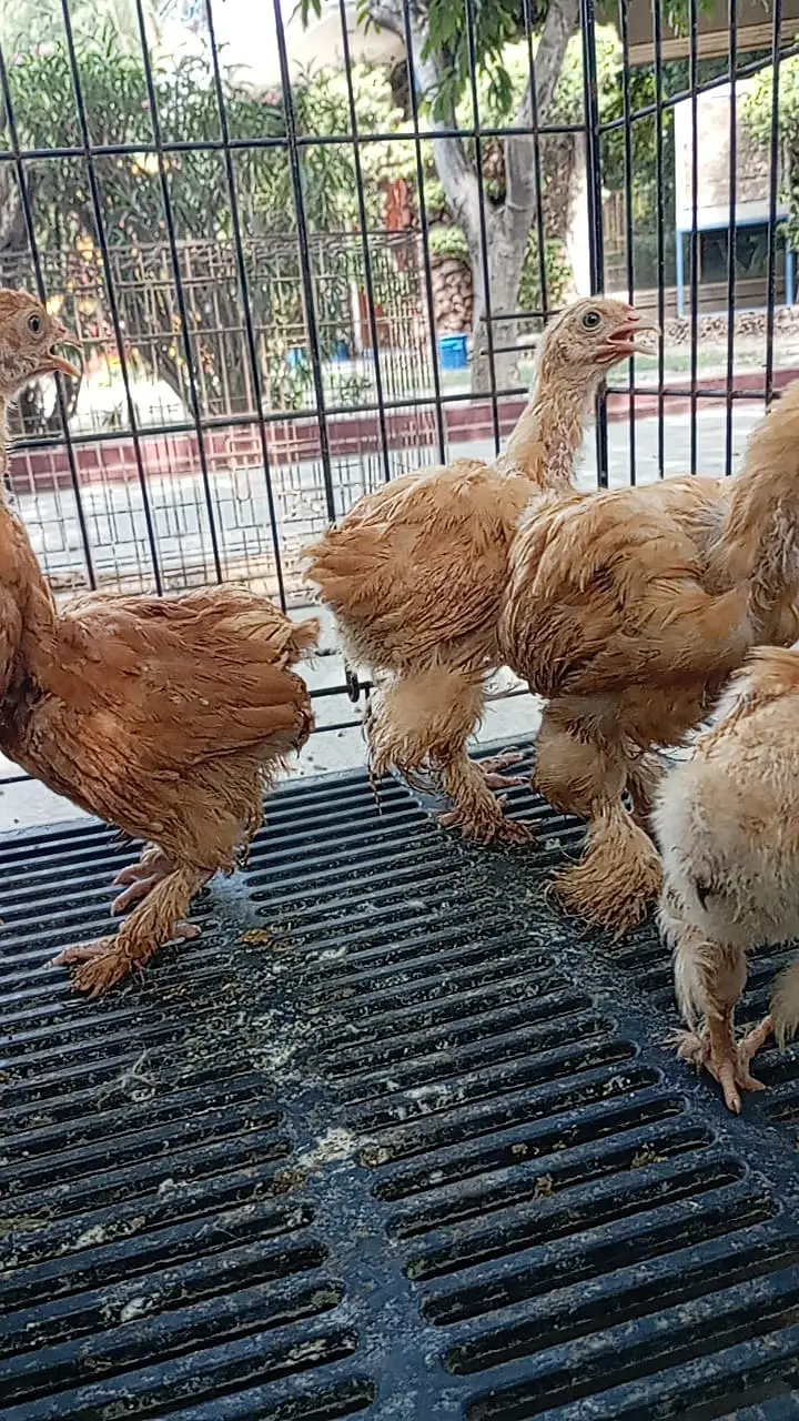 fancy hens / Light Sussex / Golden Buff / Ayam Cemani / fancy chicks — photo 11