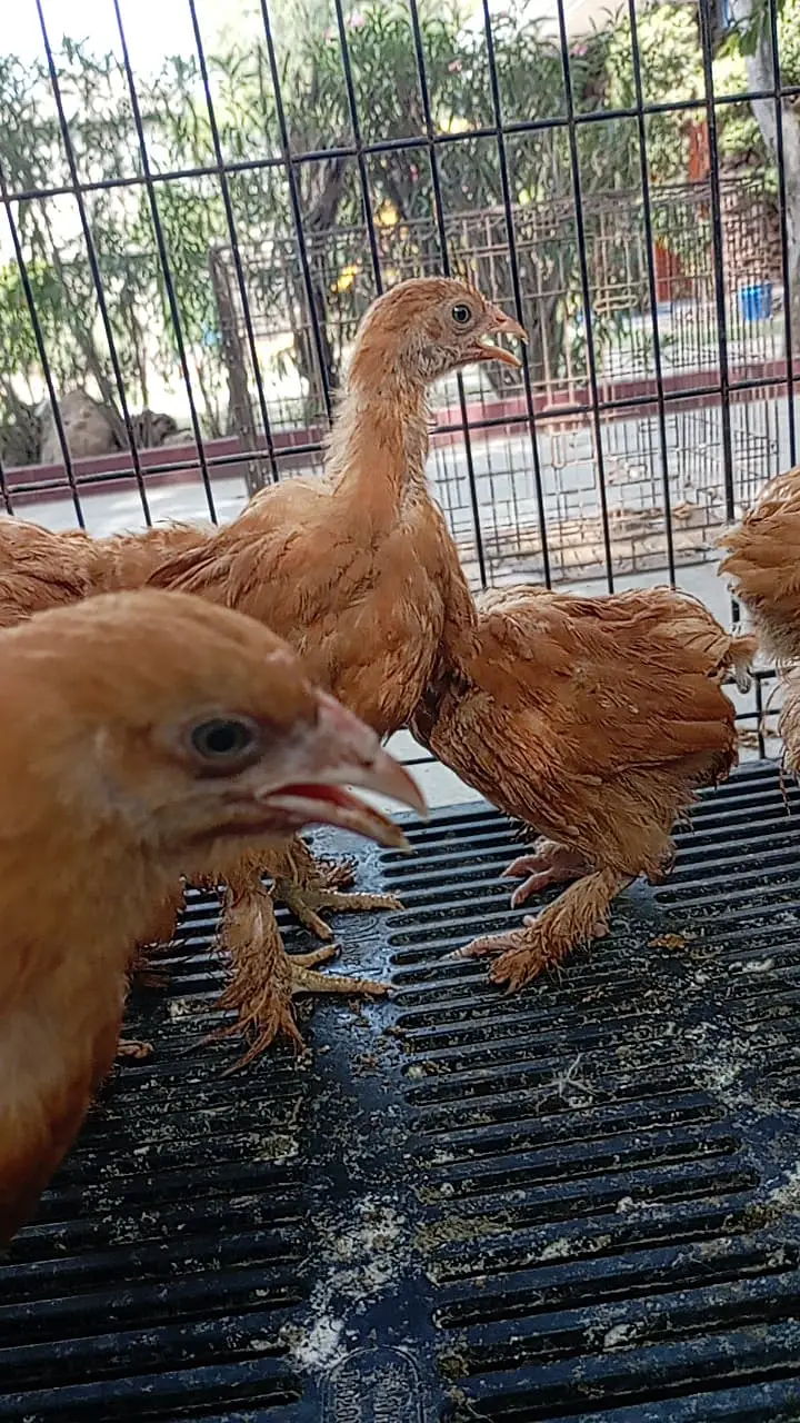 fancy hens / Light Sussex / Golden Buff / Ayam Cemani / fancy chicks — photo 12