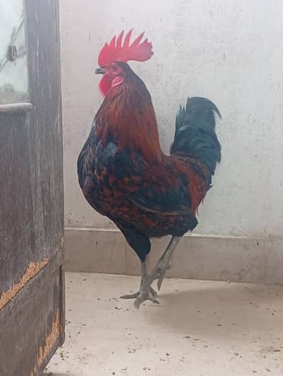 Misri Breader hen