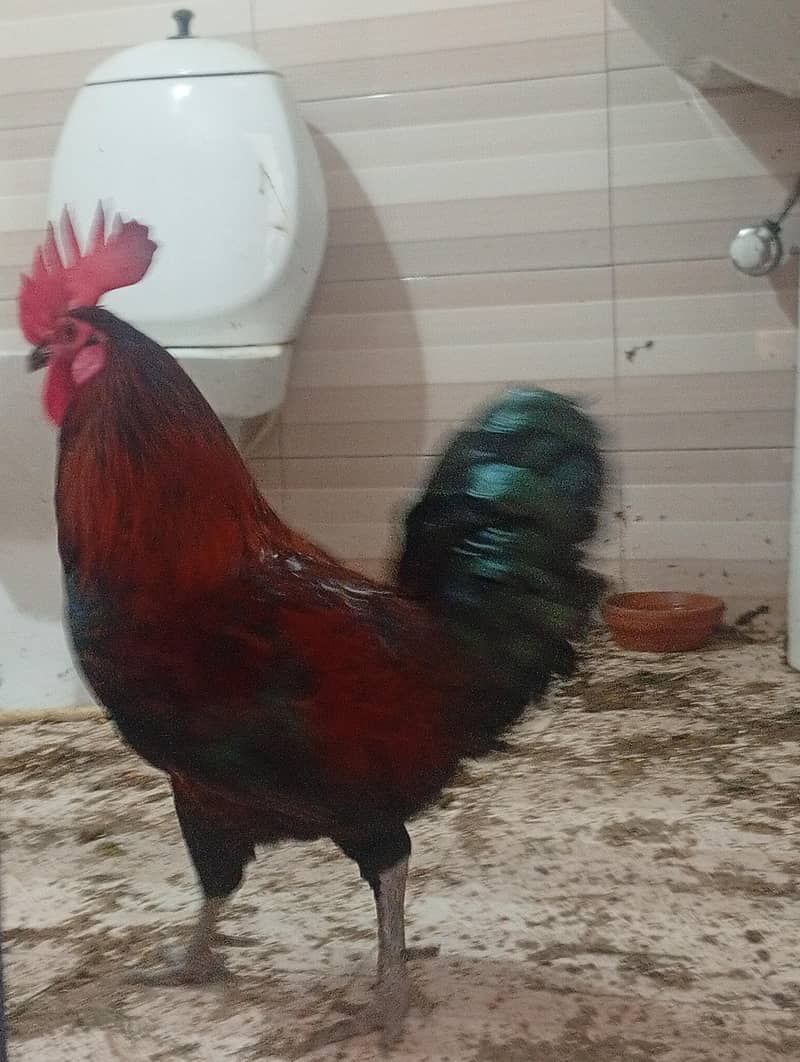 Misri Breader hen 1