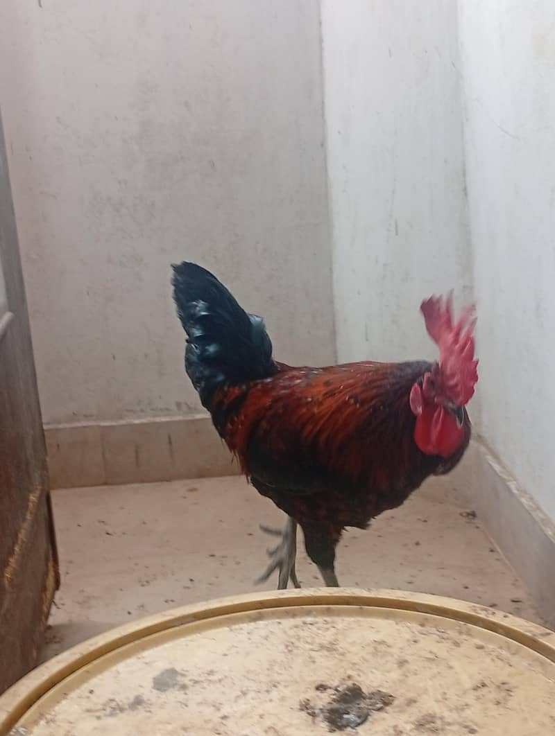 Misri Breader hen 2