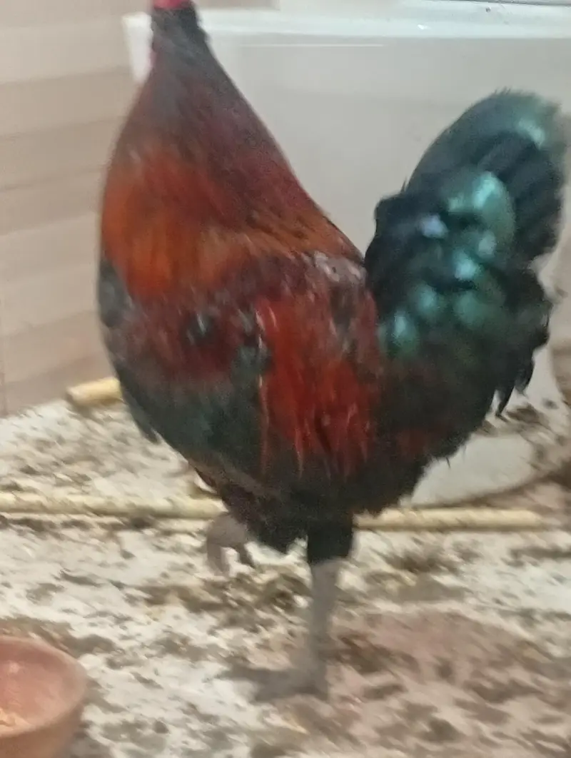Misri Breader hen — photo 4