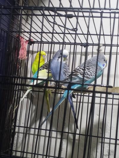 3 male 1 female