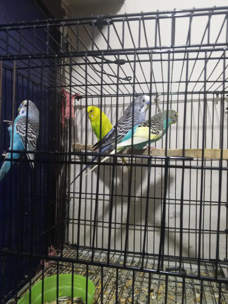 3 male 1 female — photo 2