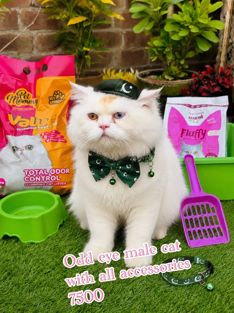 cats per azadi offer bht  gift free 03054978053 — photo 2
