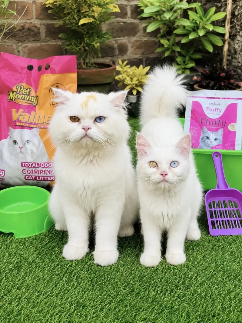 cats per azadi offer bht  gift free 03054978053 — photo 3