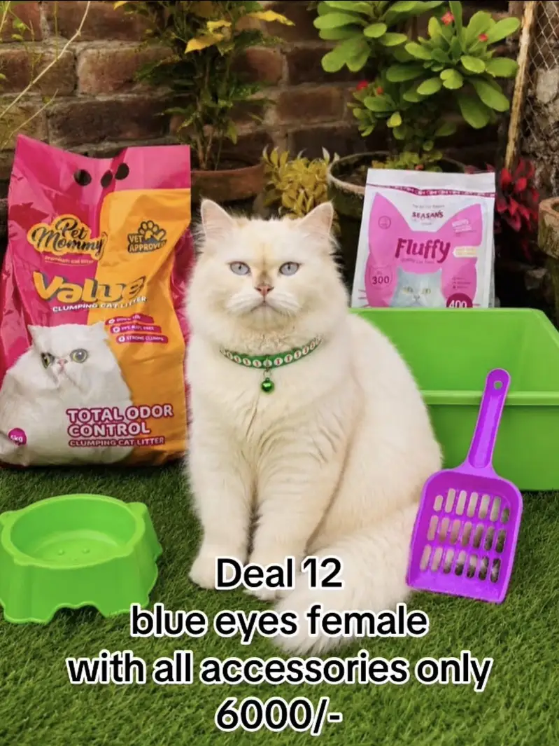 cats per azadi offer bht  gift free 03054978053 — photo 9