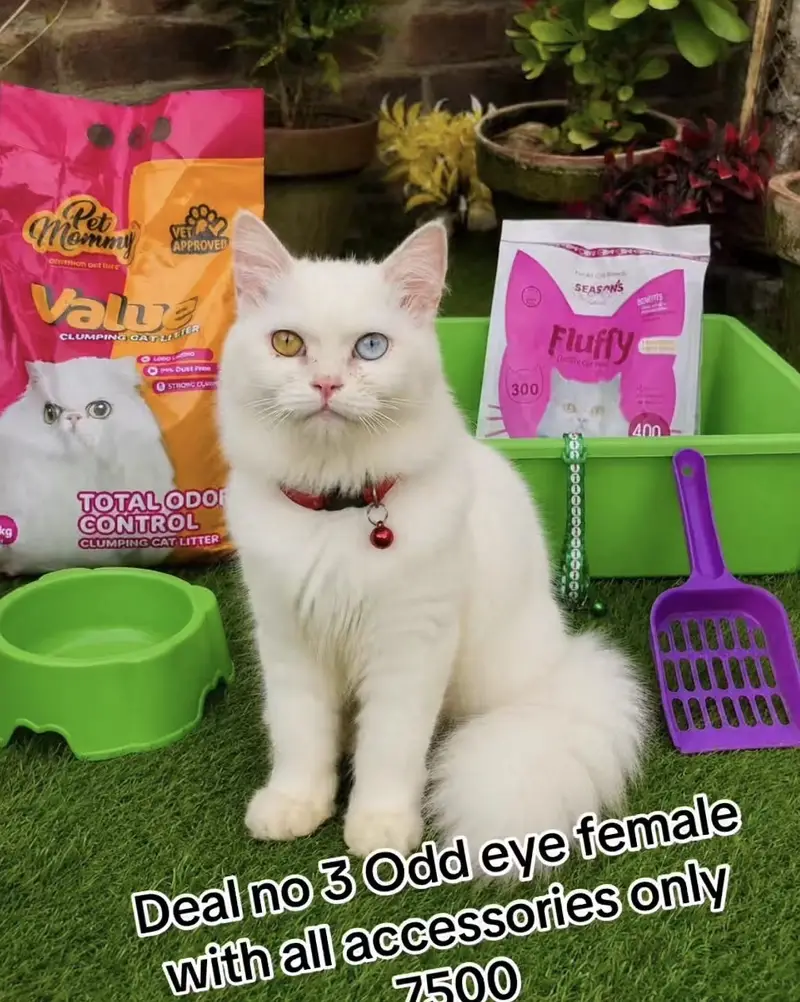 cats per azadi offer bht  gift free 03054978053 — photo 11