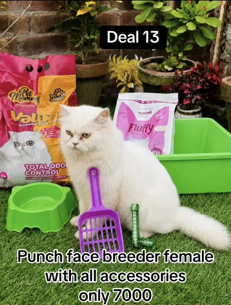 cats per azadi offer bht  gift free 03054978053 — photo 12