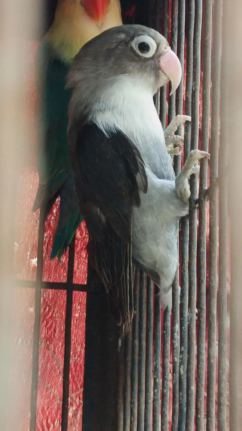 okay han pair hn abhi new pair hn color love bird hn — photo 2