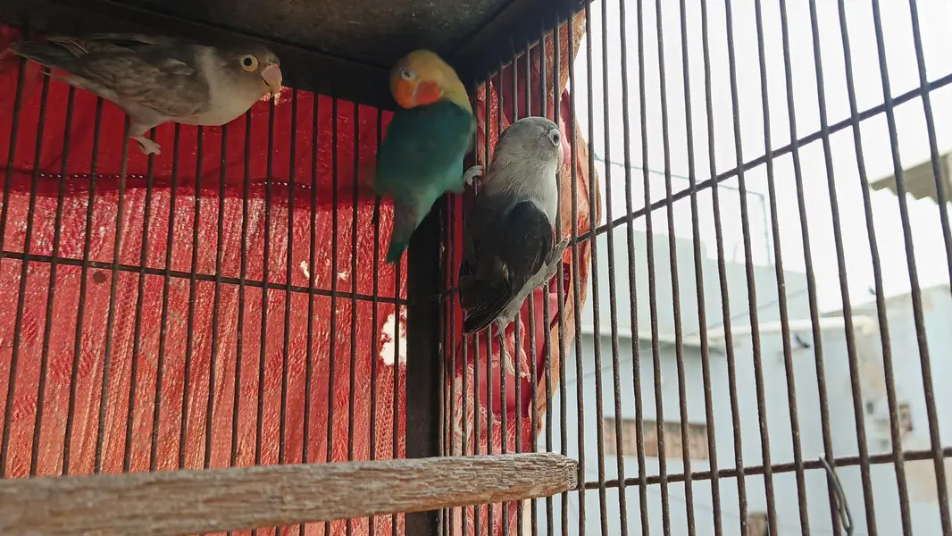 okay han pair hn abhi new pair hn color love bird hn — photo 3