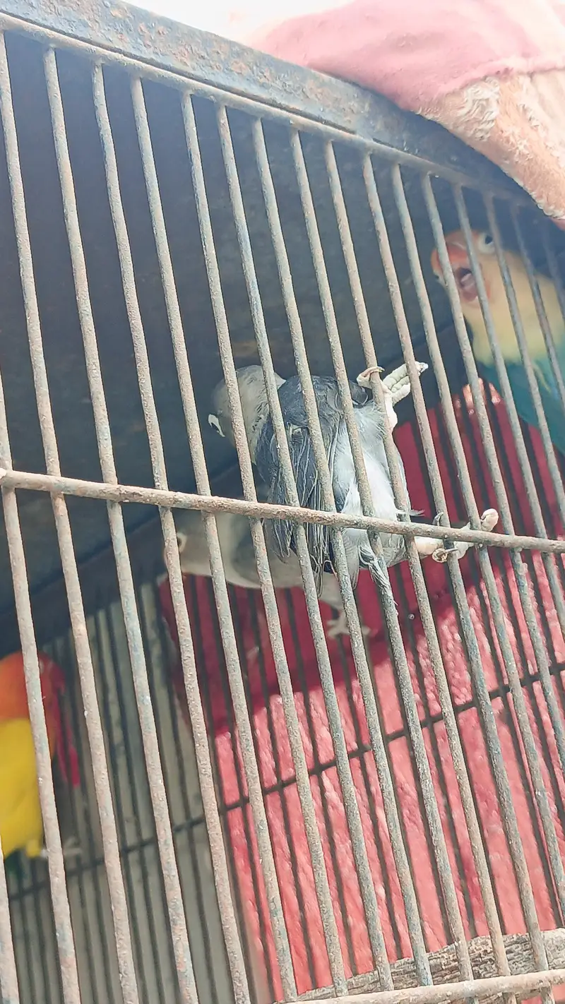 okay han pair hn abhi new pair hn color love bird hn — photo 4