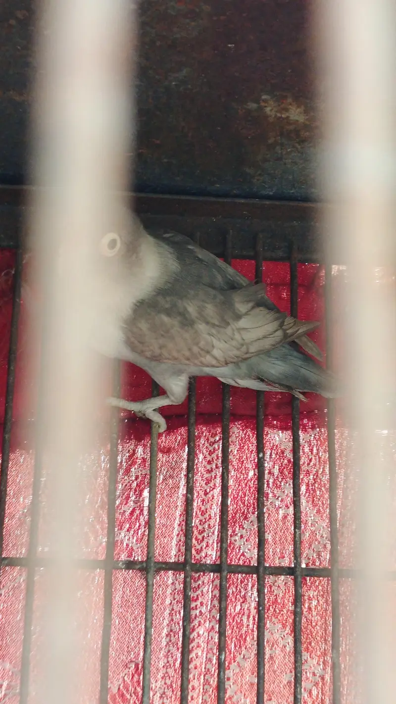 okay han pair hn abhi new pair hn color love bird hn — photo 5