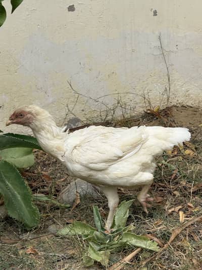 Aseel heera male female and ek murghi aseel bacha k sath