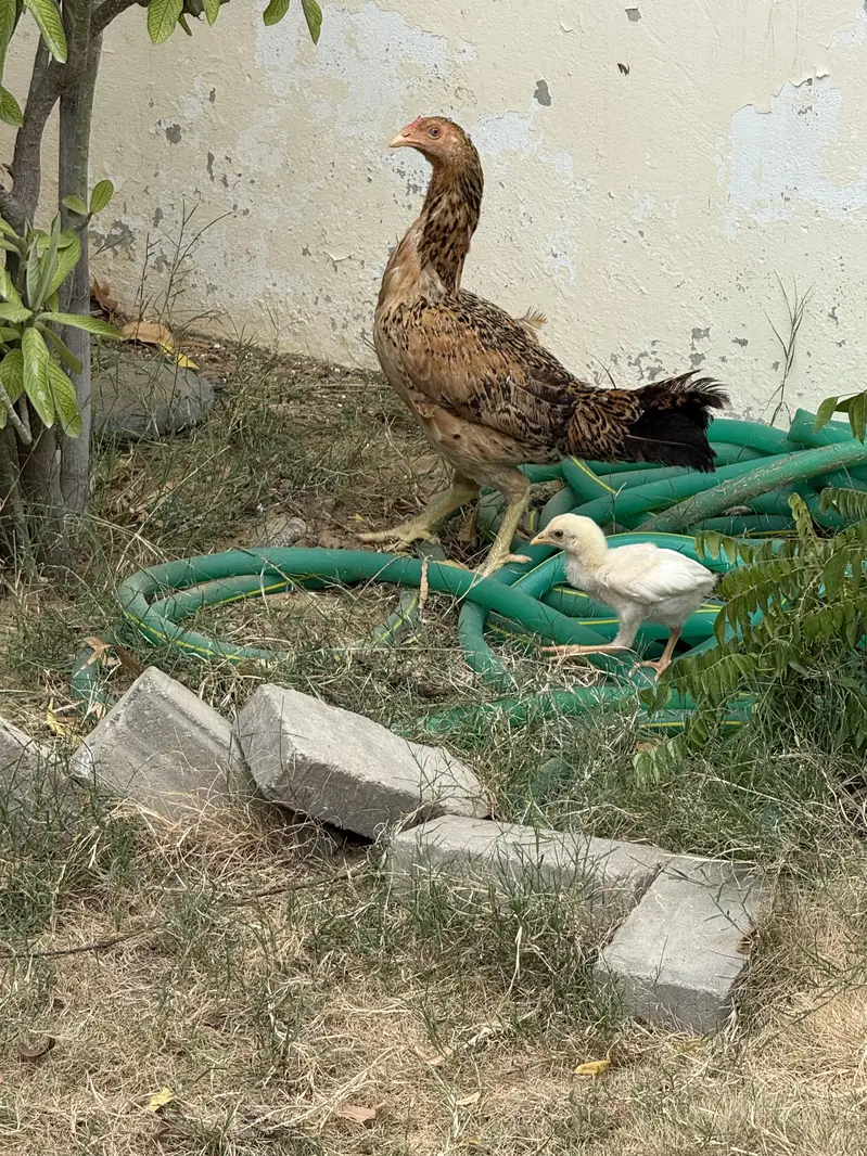 Aseel heera male female and ek murghi aseel bacha k sath — photo 2