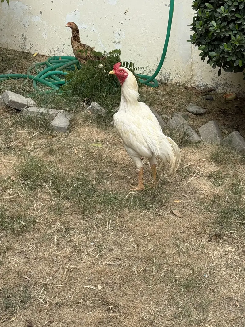 Aseel heera male female and ek murghi aseel bacha k sath — photo 3