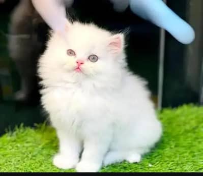 (Persian female kitten) (for sale all) (Pakistan delivery available)