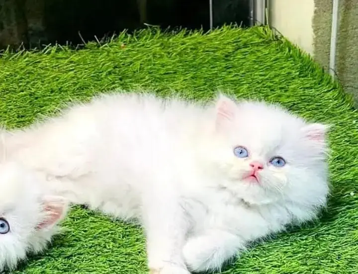 (Persian female kitten) (for sale all) (Pakistan delivery available) — photo 2
