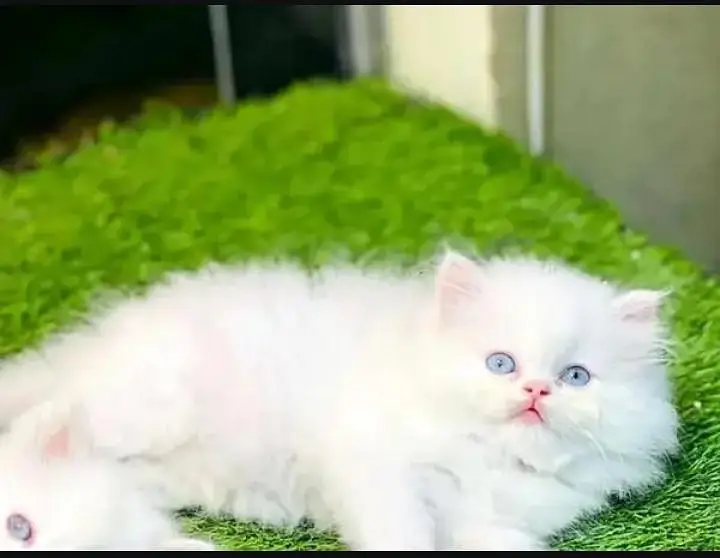 (Persian female kitten) (for sale all) (Pakistan delivery available) — photo 3