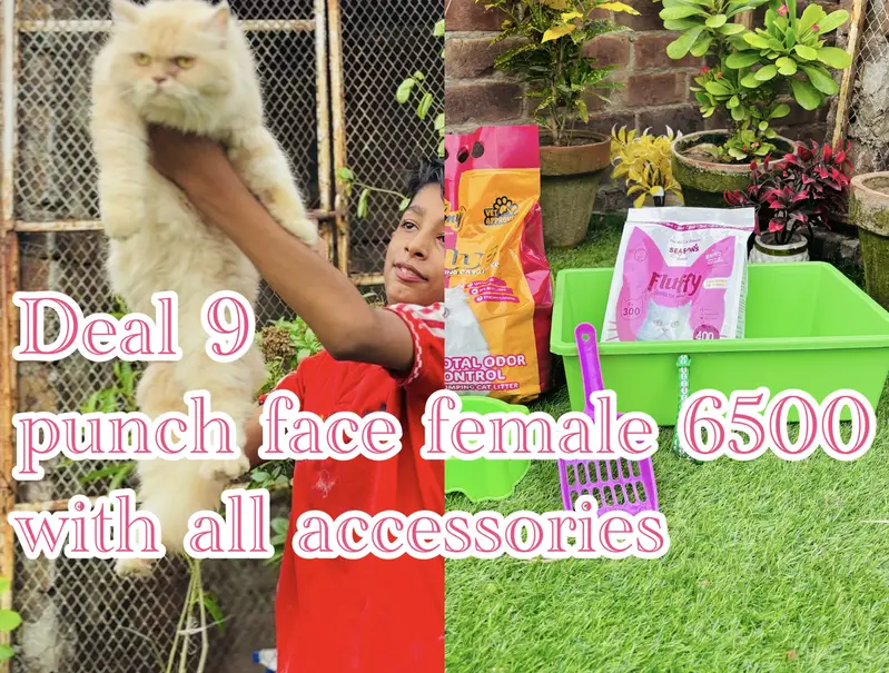 cats per bht zada gifts 03054978053 — photo 4