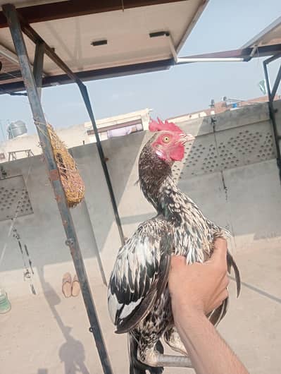 High quality ptha for sale