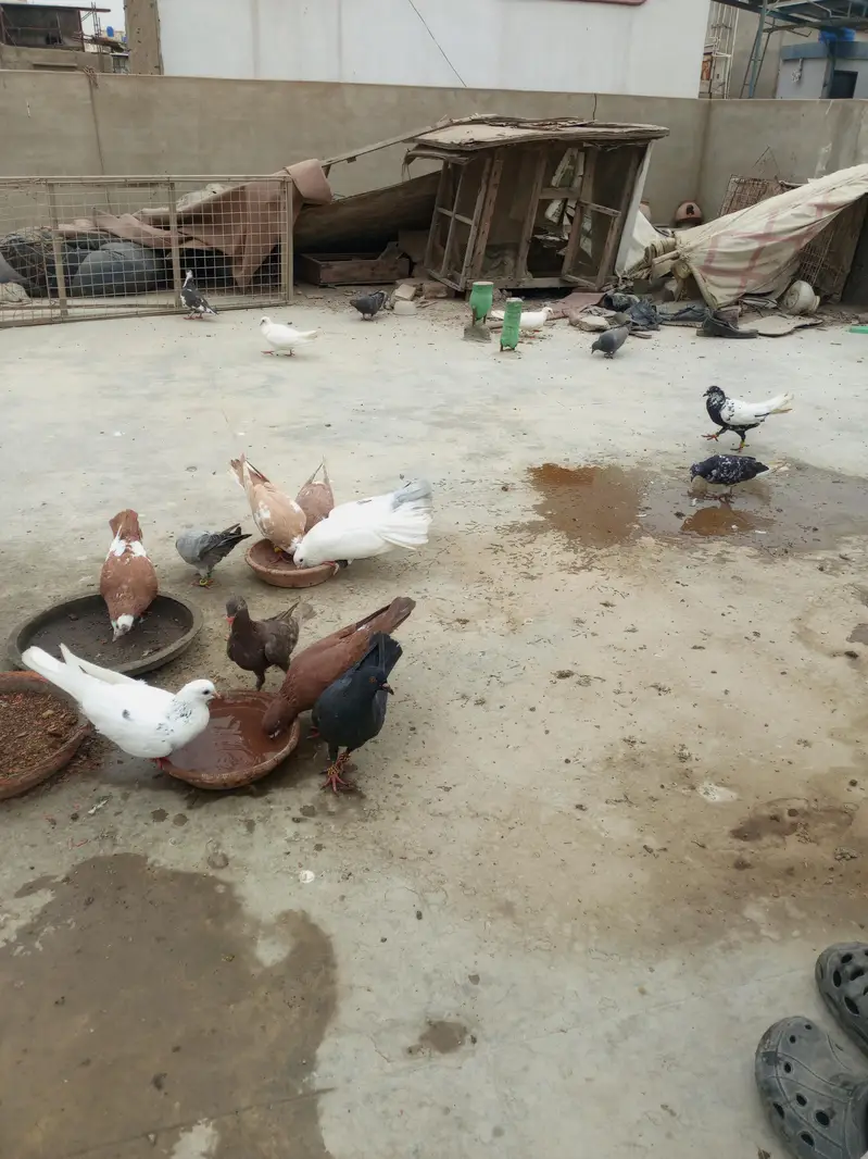 Gola kabooter ND laka — photo 2