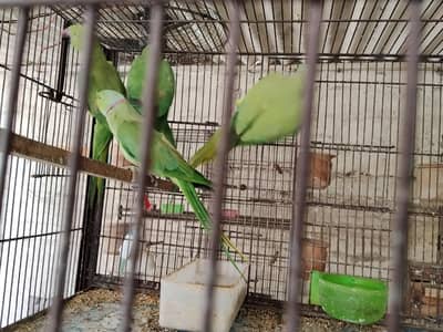 Ringneck pairs (02)
