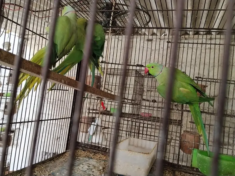 Ringneck pairs (02) — photo 2