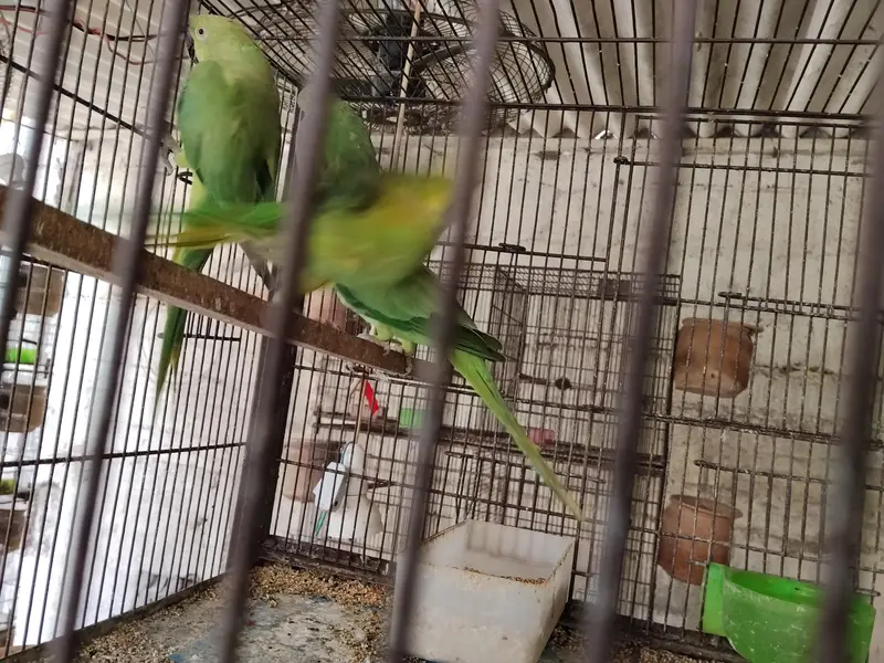 Ringneck pairs (02) — photo 3