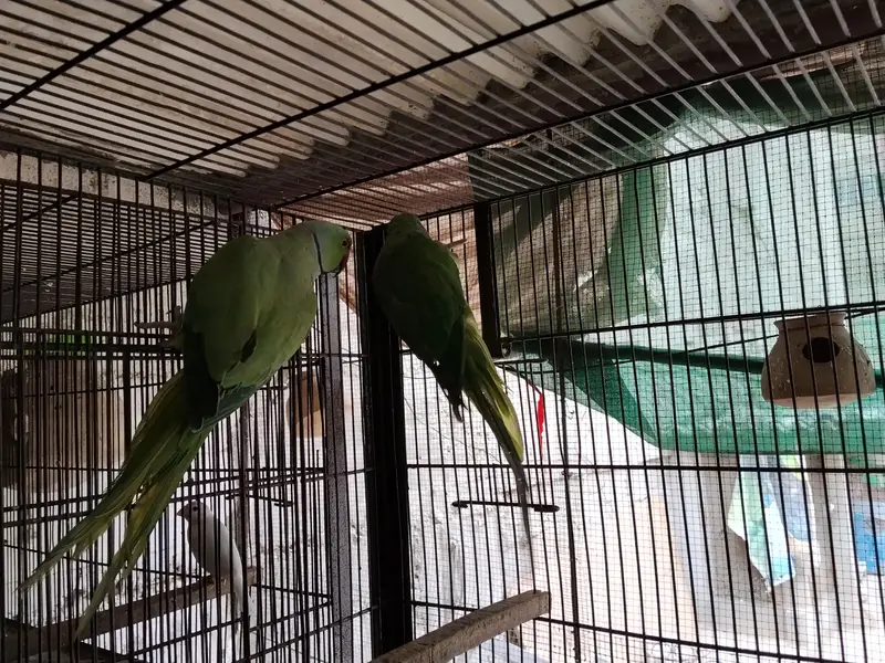 Ringneck pairs (02) — photo 4