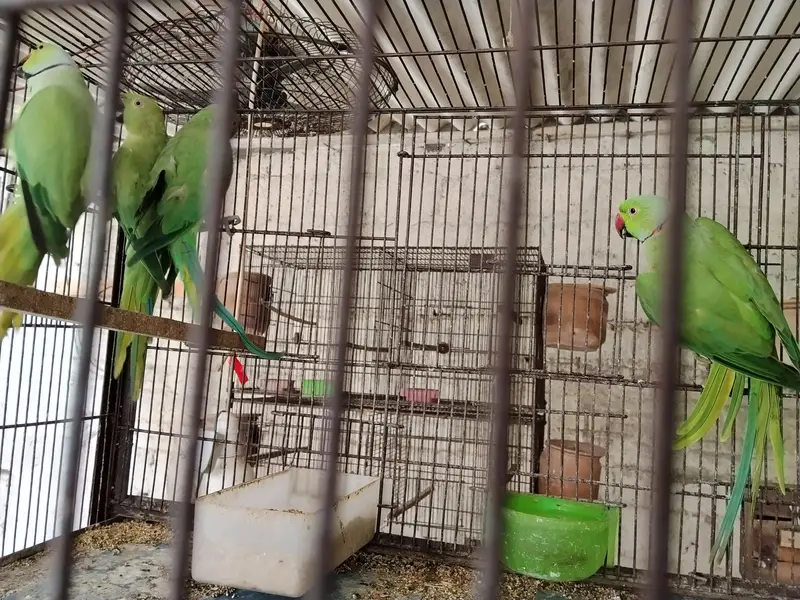 Ringneck pairs (02) — photo 5