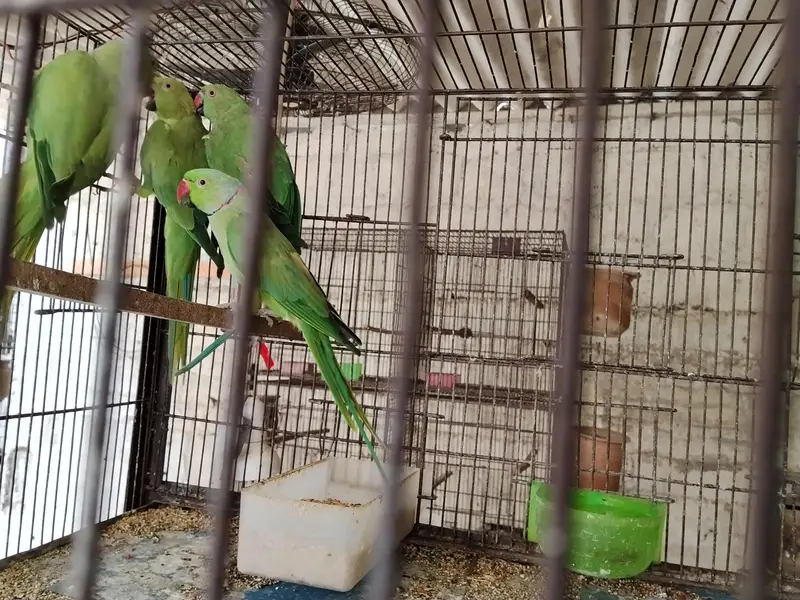 Ringneck pairs (02) — photo 6
