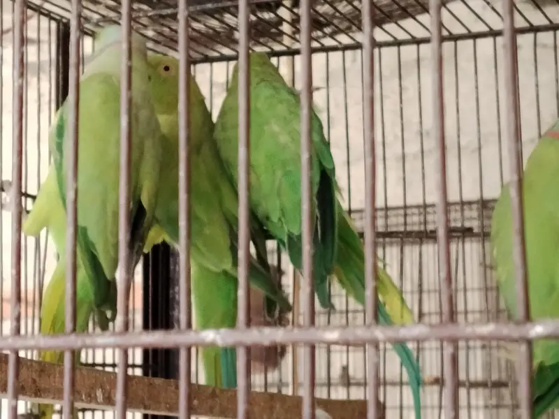 Ringneck pairs (02) — photo 7