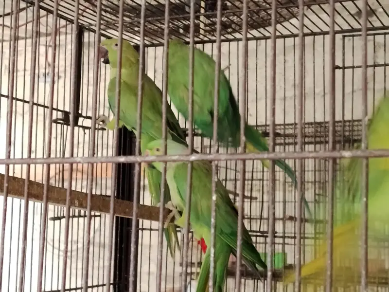 Ringneck pairs (02) — photo 8