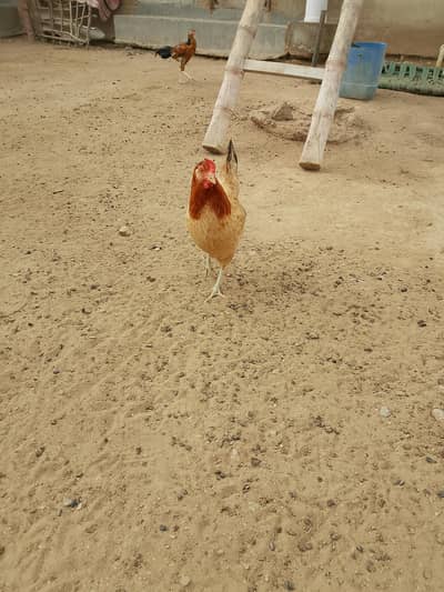 egg laying misri murgi pure organic healthy and active