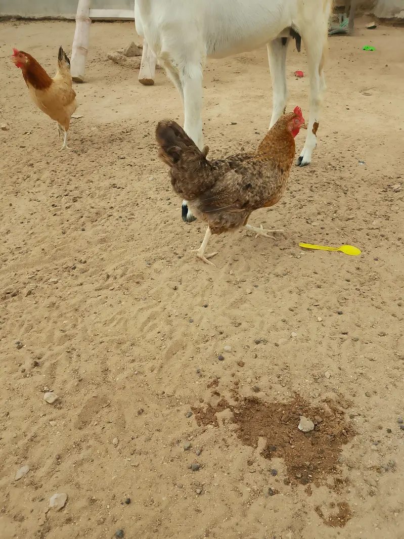 egg laying misri murgi pure organic healthy and active — photo 2