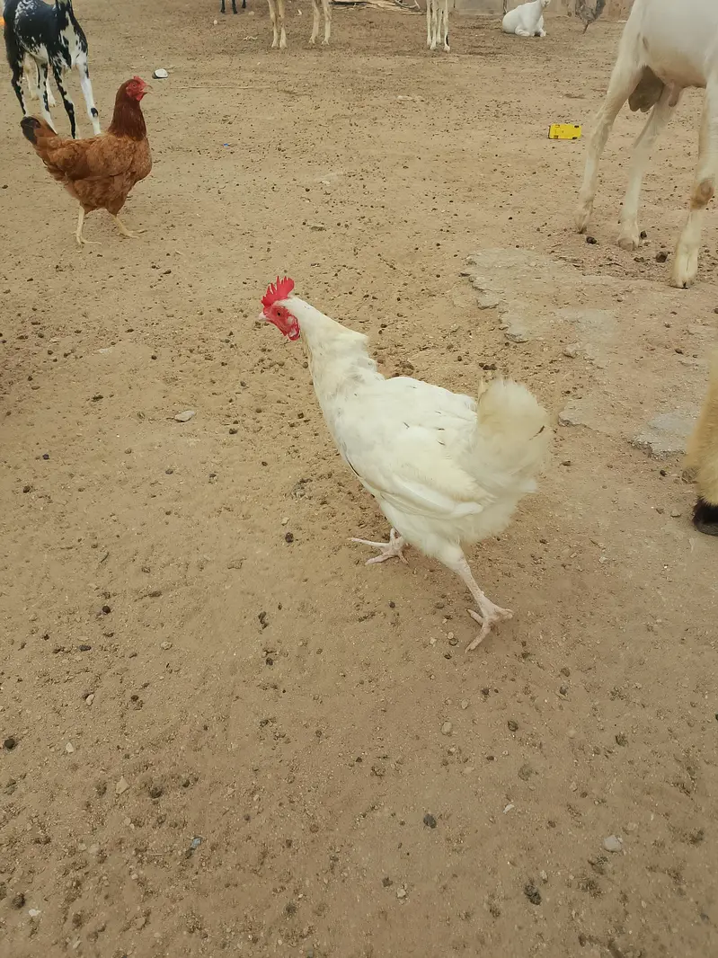egg laying misri murgi pure organic healthy and active — photo 3