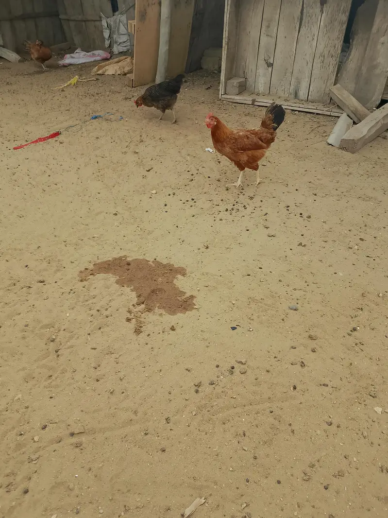 egg laying misri murgi pure organic healthy and active — photo 4