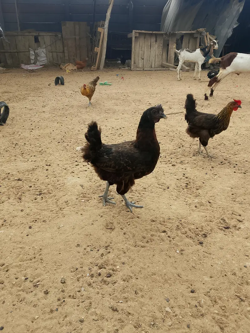 egg laying misri murgi pure organic healthy and active — photo 5