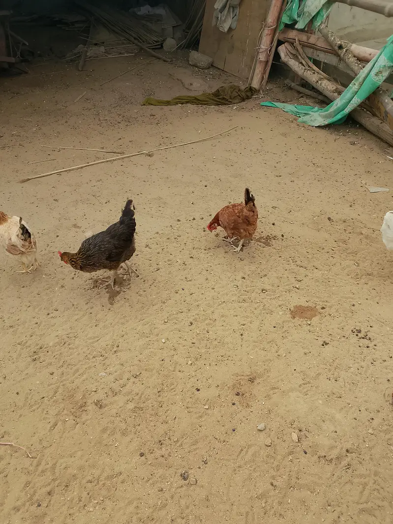 egg laying misri murgi pure organic healthy and active — photo 6