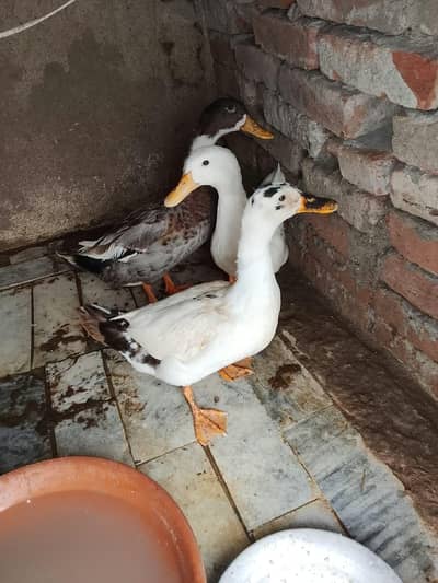 ducks white beautiful one set location Gujrat