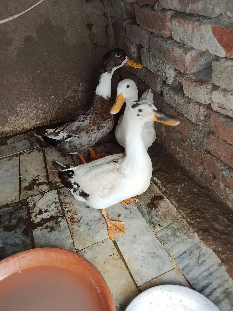 ducks white beautiful one set location Gujrat — photo 2