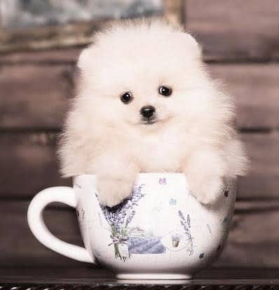 T cup Pomeranian puppy available