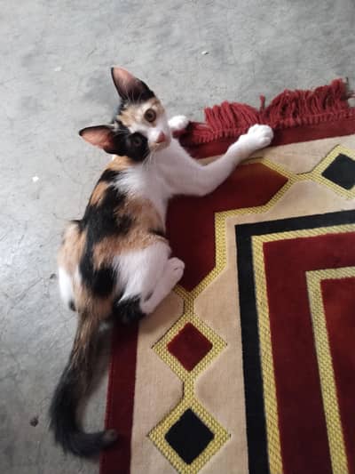 Cat for sale