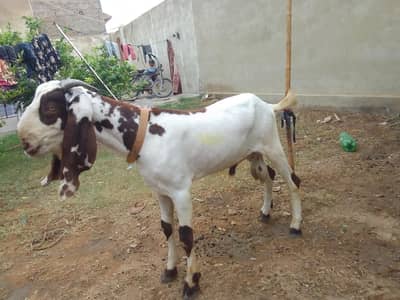 Breader Bakra ,Bakri with 2 females kids & Golbai bakra