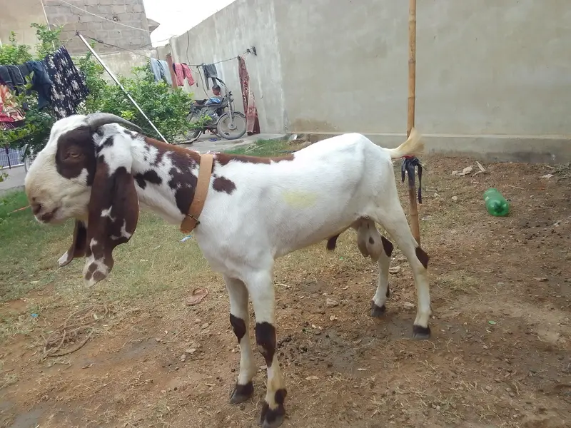 Breader Bakra ,Bakri with 2 females kids & Golbai bakra