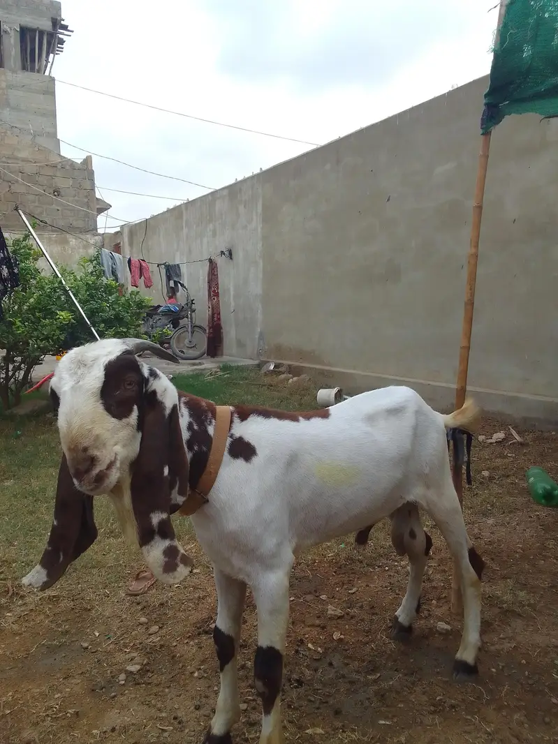 Breader Bakra ,Bakri with 2 females kids & Golbai bakra — photo 2